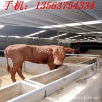 貴州小黃?；?活牛價(jià)格 哪里有賣小黃牛的