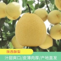 現摘陜西蜜梨應季新鮮水果5斤 脆甜酥脆多汁爽口冰糖雪梨產地直發(fā)