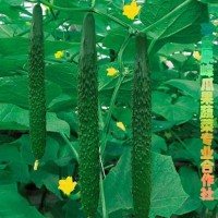 供應(yīng)原產(chǎn)地黃瓜，品質(zhì)高口感脆