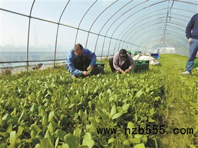 種植基地里，種植戶忙著采收蔬菜。
