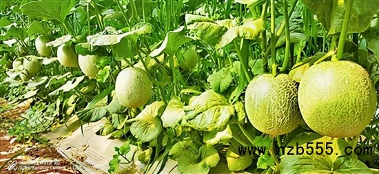 　▲時創(chuàng)科技金伯利農(nóng)場種植的網(wǎng)紋瓜