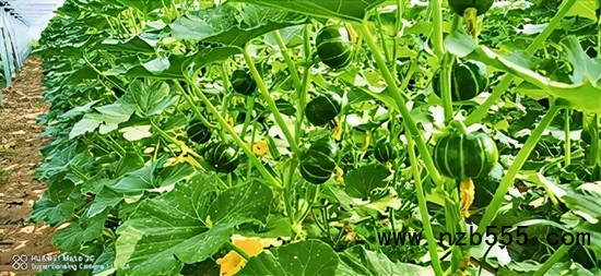　▲ 時創(chuàng)科技金伯利農(nóng)場種植的南瓜