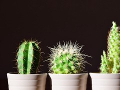 這5種植物，盡量不要養(yǎng)在室內(nèi)