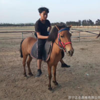 矮種馬養(yǎng)殖 出售老實(shí)聽(tīng)話(huà)的小矮馬 一匹德保矮馬多少錢(qián)