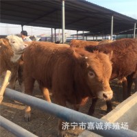 嘉誠大型養(yǎng)殖場魯西黃牛肉牛犢 西門塔小牛犢教技術(shù)價(jià)議價(jià)
