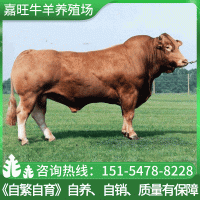 【魯西黃?！楷F(xiàn)貨嘉旺魯西黃牛苗 批發(fā)出售養(yǎng)殖場(chǎng)牛肉牛犢