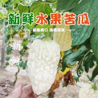 壽光產(chǎn)地蔬菜苦瓜清解蘋(píng)果水果苦瓜果實(shí)飽滿(mǎn)水分充足自種現(xiàn)摘批發(fā) 2件起批