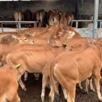 黃牛犢出欄出售 魯西黃牛肉牛犢免運(yùn)輸 廠家出售放心購(gòu)買(mǎi)真實(shí)價(jià)格
