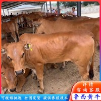 哪有賣改良小黃牛小牛犢 西門塔爾牛改良肉牛苗價格 魯西黃牛養(yǎng)殖