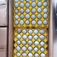 綠殼烏雞蛋，480枚/箱，凈重39-40斤，日撿日發(fā)