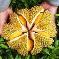 現(xiàn)貨泰國(guó)進(jìn)口老樹(shù)金枕頭榴蓮軟糯香甜非沈金月甲侖托曼貓山冷凍
