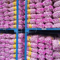 大量供應(yīng)山東大蒜，干蒜，鮮蒜、市場蒜。蒜米料，出口大蒜