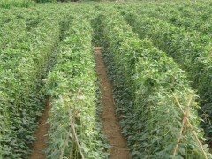 探豆角苗期用肥，選適宜肥料，促茁壯成長