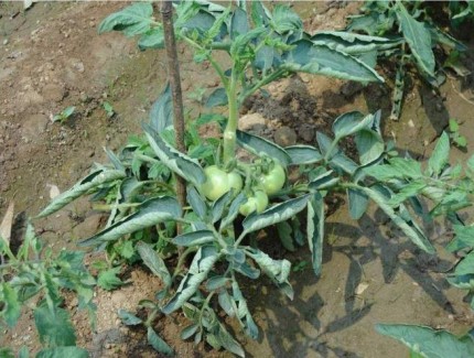 番茄開花后，這樣管理讓果實掛滿枝頭